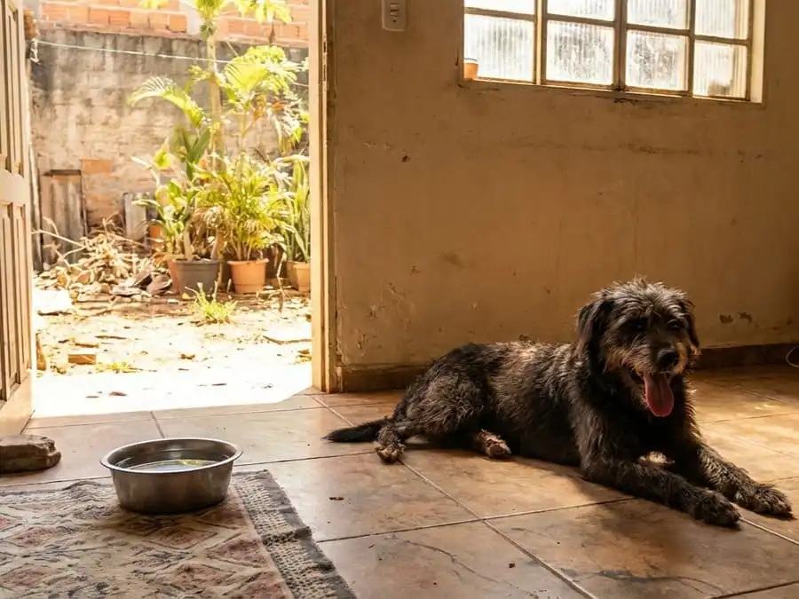 Cão ofegante e letárgico com calor extremo em casa, tigela de água ao lado, luz solar intensa, simbolizando risco de golpe de calor em pets.