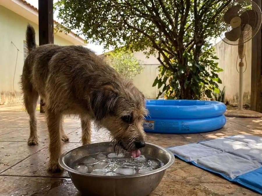 Pet bebendo água com gelo em tigela, piscina pequena e tapete gelado ao lado, sombra e ventilador, representando cuidados práticos contra calor extremo.