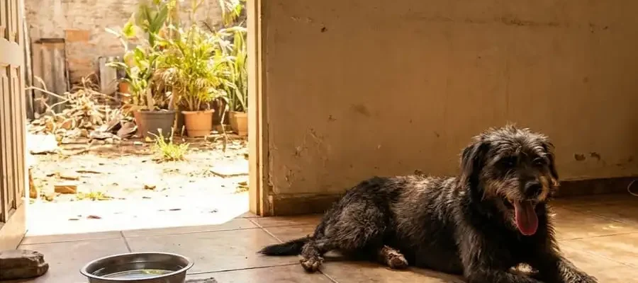 Cão ofegante e letárgico com calor extremo em casa, tigela de água ao lado, luz solar intensa, simbolizando risco de golpe de calor em pets.